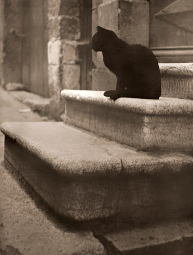 黒猫 [ブラッシャイ, アサヒカメラ 1953年1月号より] パブリックドメイン画像 
