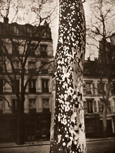 パリのプラタナス [ブラッシャイ, アサヒカメラ 1953年1月号より]のサムネイル画像
