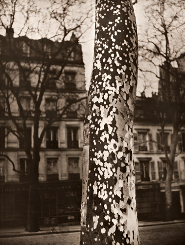 パリのプラタナス [ブラッシャイ, アサヒカメラ 1953年1月号より] パブリックドメイン画像 