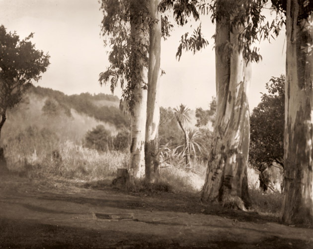 ユーカリ樹 [杉本忠三, アサヒカメラ 1932年7月号より] パブリックドメイン画像 