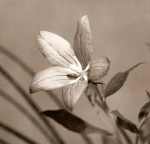 花 [長谷川清, アサヒカメラ 1932年7月号より]のサムネイル画像