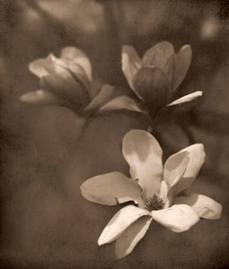 花 [大塚信久, アサヒカメラ 1932年7月号より]のサムネイル画像