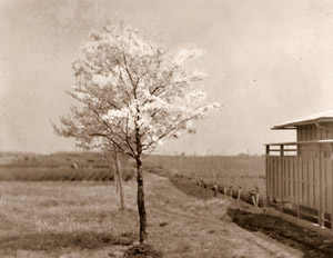 若木の花 [原田精治, アサヒカメラ 1932年7月号より]のサムネイル画像