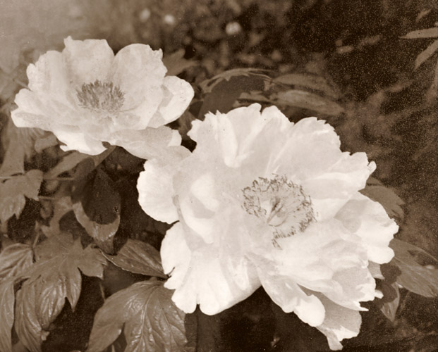 牡丹 [村瀨良蔵, アサヒカメラ 1932年7月号より] パブリックドメイン画像 