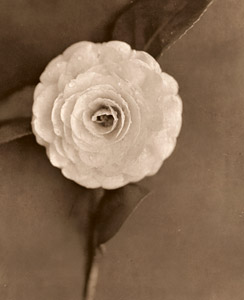 花 [島與七, アサヒカメラ 1932年7月号より]のサムネイル画像