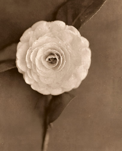 花 [島與七, アサヒカメラ 1932年7月号より] パブリックドメイン画像 