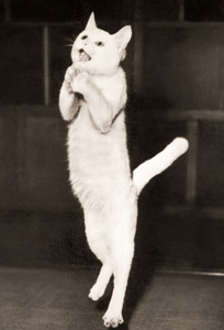 Jumping Cat [Kazuo Iwasaki,  from Shashin Salon September 1956] Thumbnail Images