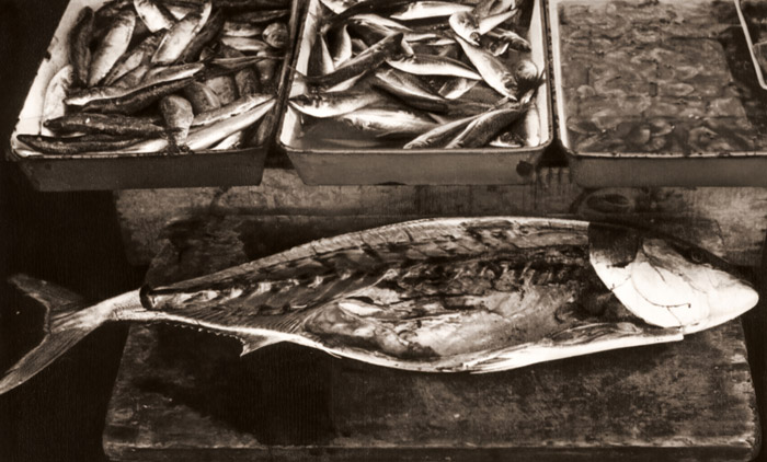 魚 [甘粕又兵衛, 写真サロン 1956年9月号より] パブリックドメイン画像 