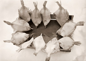 雪の上の鰈 [井関勉, 写真サロン 1956年9月号より]のサムネイル画像