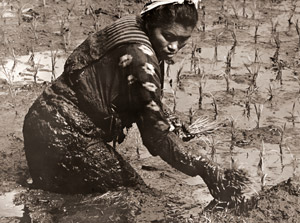 田植えする女 [浜谷浩, 写真サロン 1956年9月号より]のサムネイル画像