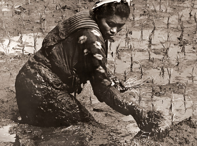 Woman Planting Rice [Hiroshi Hamaya,  from Shashin Salon September 1956]