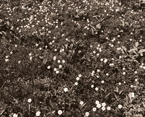 Arnica unalascensis var. tschonoskyi [Takehide Kazami,  from Asahi Camera September 1952] Thumbnail Images