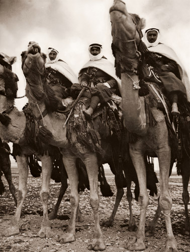 シリアの駱駝隊 [マーガレット・バーク＝ホワイト, アサヒカメラ 1952年9月号より] パブリックドメイン画像 