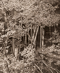 紅葉 [西山清, アサヒカメラ 1952年11月号より]のサムネイル画像