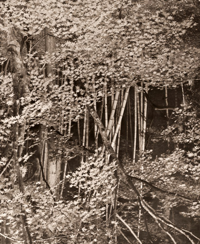 Maple Leaves [Kiyoshi Nishiyama,  from Asahi Camera November 1952]
