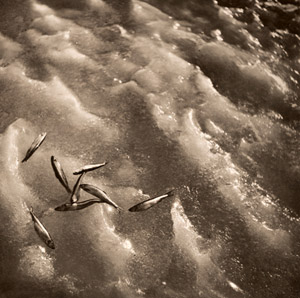 氷上 [岡田紅陽, アサヒカメラ 1940年2月号より]のサムネイル画像
