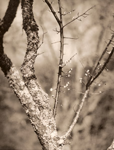 梅樹 [福原信三, アサヒカメラ 1940年2月号より]のサムネイル画像