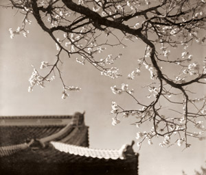 寒梅 [大塚由太郞, アサヒカメラ 1940年2月号より]のサムネイル画像