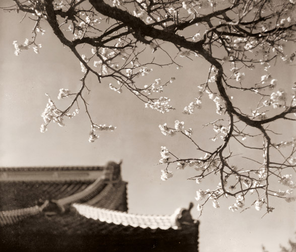 寒梅 [大塚由太郞, アサヒカメラ 1940年2月号より] パブリックドメイン画像 