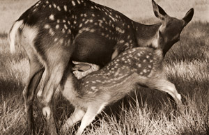 母鹿仔鹿 [楳崎輝幸, アサヒカメラ 1953年2月号より]のサムネイル画像