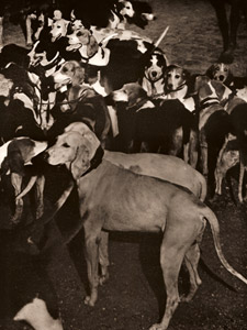 猟犬の群 [ブラッシャイ, アサヒカメラ 1953年2月号より]のサムネイル画像