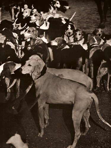 猟犬の群 [ブラッシャイ, アサヒカメラ 1953年2月号より] パブリックドメイン画像 