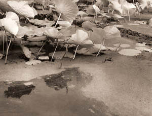 Lotus Pond [Kiyoshi Nishiyama,  from Asahi Camera July 1953] Thumbnail Images