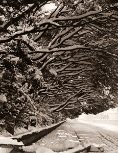 外苑雪景 [清水年治, アサヒカメラ 1953年7月号より]のサムネイル画像