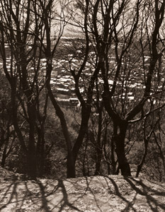 冬樹 [中浦喜代三, アサヒカメラ 1953年7月号より]のサムネイル画像
