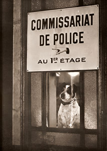 警官の愛犬 [ブラッシャイ, アサヒカメラ 1953年7月号より]のサムネイル画像