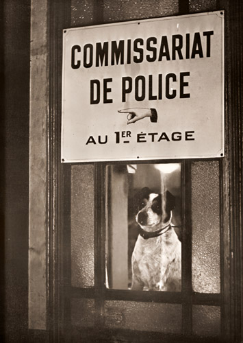 警官の愛犬 [ブラッシャイ, アサヒカメラ 1953年7月号より] パブリックドメイン画像 