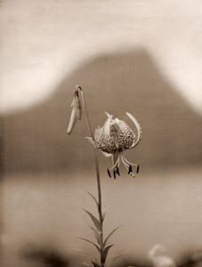 白百合 [福原路草, アサヒカメラ 1939年12月号より]のサムネイル画像
