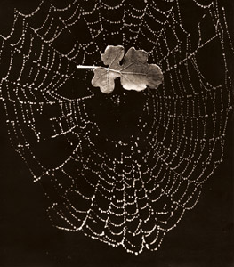 無題（蜘蛛の巣） [桜井増次, アサヒカメラ 1939年12月号より]のサムネイル画像