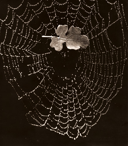 無題（蜘蛛の巣） [桜井増次, アサヒカメラ 1939年12月号より] パブリックドメイン画像 