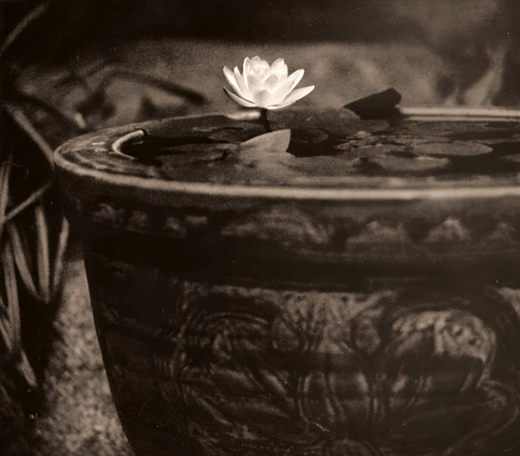 鉢に咲く [卯月五郎, アサヒカメラ 1939年12月号より] パブリックドメイン画像 