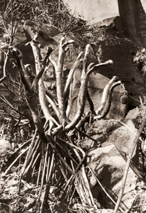 タコの木 [アサヒカメラ 1954年6月号より]のサムネイル画像