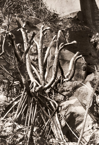 タコの木 [アサヒカメラ 1954年6月号より] パブリックドメイン画像 