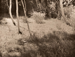 白樺林 [魚住励, アサヒカメラ 1949年11月号より]のサムネイル画像