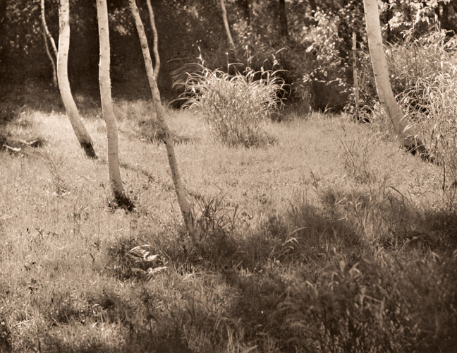 白樺林 [魚住励, アサヒカメラ 1949年11月号より] パブリックドメイン画像 