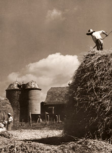 牧場風景 [虎谷一, アサヒカメラ 1949年11月号より]のサムネイル画像