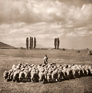 原野の緬羊 [小林猛男, アサヒカメラ 1949年11月号より]のサムネイル画像