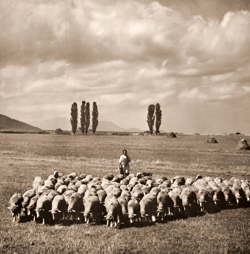 原野の緬羊 [小林猛男, アサヒカメラ 1949年11月号より] パブリックドメイン画像 