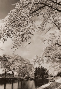 桜花らんまん（加治川にて） [横谷次雄, アサヒカメラ 1952年4月号より]のサムネイル画像