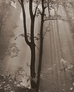 霧の朝 [青山甚三郞, 1951年, アサヒカメラ 1952年4月号より]のサムネイル画像