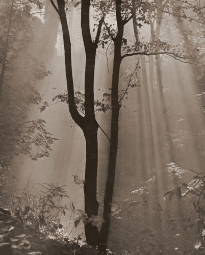 霧の朝 [青山甚三郞, 1951年, アサヒカメラ 1952年4月号より] パブリックドメイン画像 