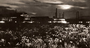 Evening-primrose [Shisui Tnahashi,  from Asahi Camera April 1952] Thumbnail Images