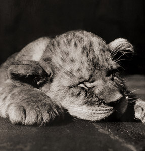 無題（ぐっすり眠るライオンの子） [イーラ, ねむいねむいちいさなライオンより]のサムネイル画像