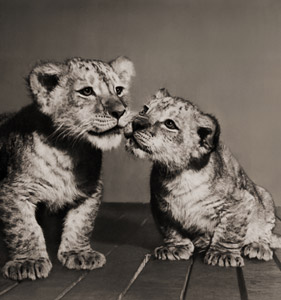無題（兄さんライオンと弟ライオン） [イーラ, ねむいねむいちいさなライオンより]のサムネイル画像