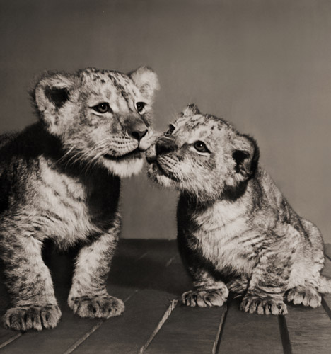 無題（兄さんライオンと弟ライオン） [イーラ, ねむいねむいちいさなライオンより] パブリックドメイン画像 