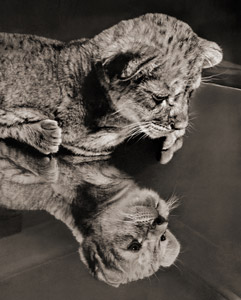 無題（テーブルに映る自分の姿を見ているライオンの子） [イーラ, ねむいねむいちいさなライオンより]のサムネイル画像
